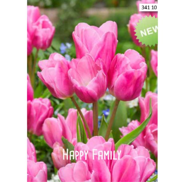 Myöhäinen tulppaani, monikukkainen Myöhäinen tulppaani, monikukkainen